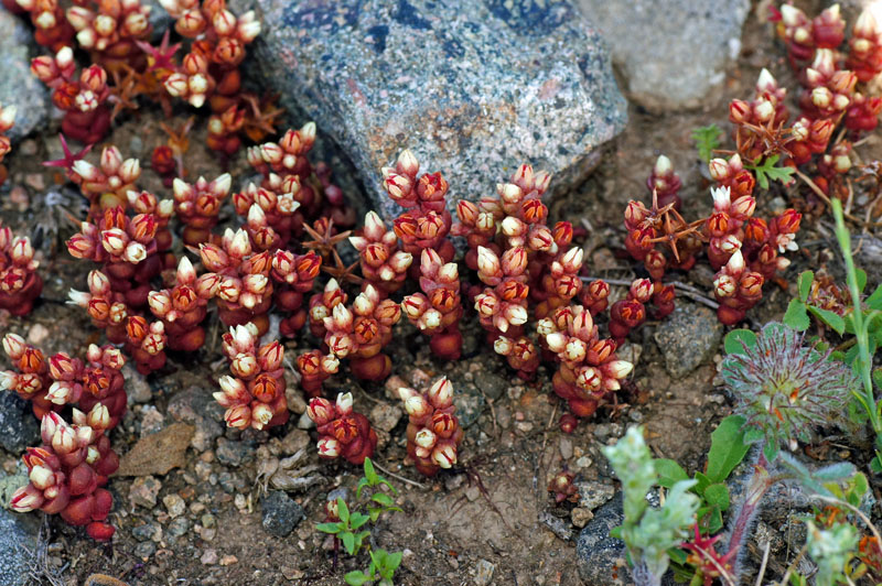 Sedum andegavense / Borracina d''Angi